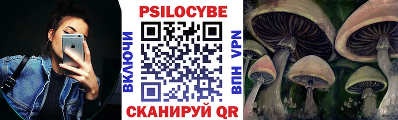 где купить   Курчалой  Галлюциногенные грибы Cubensis 